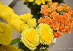 Close-up of  ‘Rosa Loves Me Under The Stars’